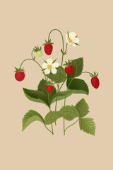 a strawberry bush with ripe red berries and nflorescences on a beige background, forest or garden organic berries for a poster, as a botanical illustration