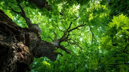 Fototapeta premium Majestic Green Maple Tree with Lush Foliage Embracing a Vibrant Natural Environment