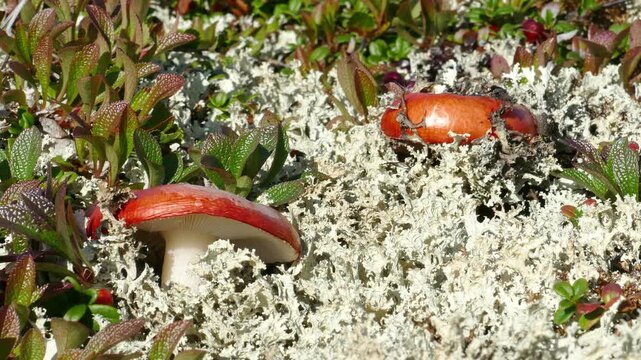 Beautiful boletus in the Lapland tundra on an autumn day.