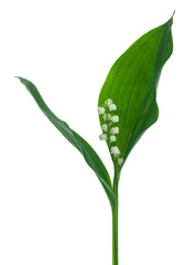 Lily of the valley flowers isolated on white background.