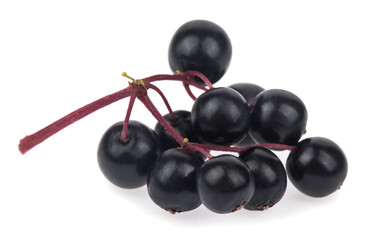 Elderberry isolated on white background.