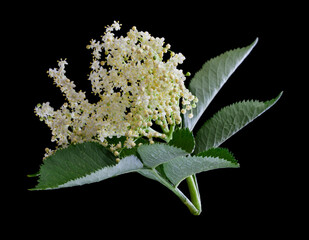 Elderberry flowers isolated on black background.