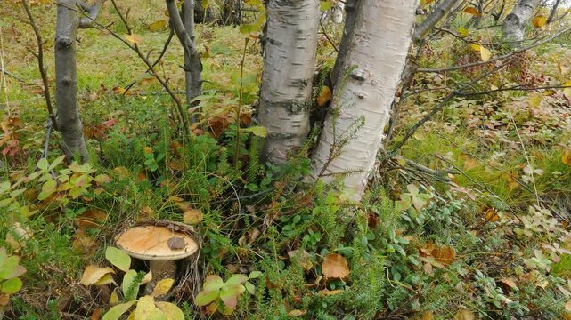 Beautiful boletus in the Lapland tundra on an autumn day.