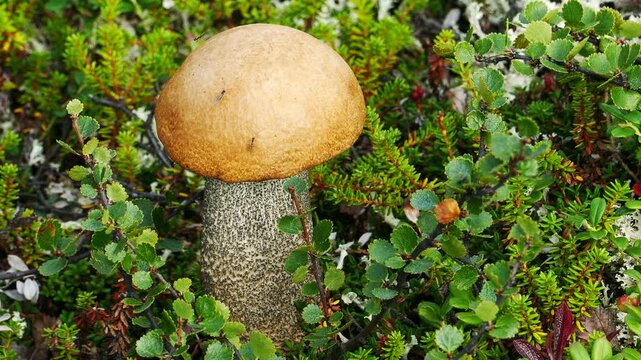 Beautiful boletus in the Lapland tundra on an autumn day.