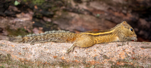Chipmunk against the backdrop of tropical nature. Chipmunk close-up, running along tree branches.