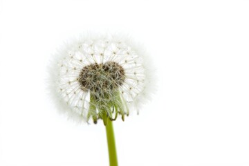 Single Dandelion Seed Head Against White Background