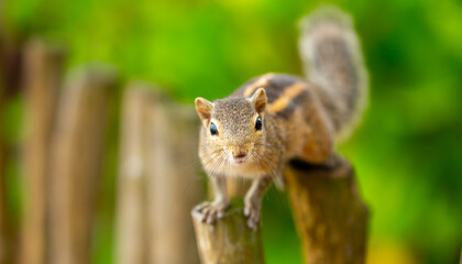 Chipmunk against the backdrop of tropical nature. Chipmunk close-up, running along tree branches.