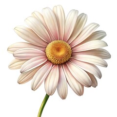 Elegant White and Pale Pink Daisy with a Golden Center on White