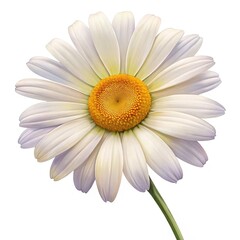 Fototapeta premium Beautiful close up of a daisy with detailed petals and stem, isolated