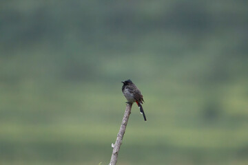 Red-vented Bulbul Perched on Tree Branch