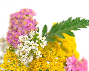 Bunte Schafgarbe vor weißem Hintergrund