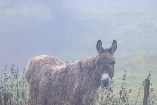 Donkey peering over fence in fog, donkey standing with wet coat in meadow in fog, foggy day and domesticated horse in meadow with dried-up plants, Equus asinus