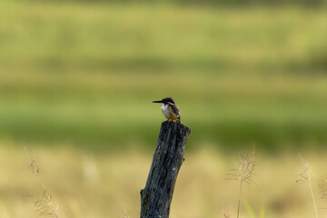 Kingfisher Perched on Wooden Fence