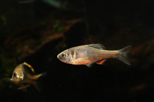 Volcano Red Bitterling (Sinorhodeus microlepis) from China