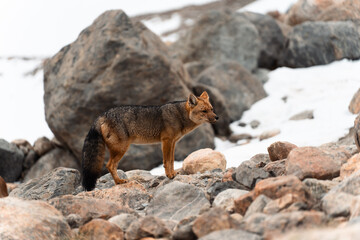 Wild fox at mountain peak in El Chalten, Argentina in Patagonia