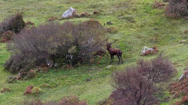Red deer stag fraying bush during the rut in County Donegal, Ireland
