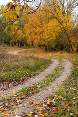 beautiful landscape of country road in autumn forest with bright yellow leaves on trees, cloudy weather