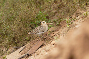 Woodcock Blending into Reddish Earth Bank