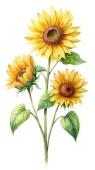Watercolor painting of a trio of sunflowers with leaves on white background