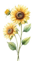 Watercolor Painting of Three Sunflowers with Leaves on a White Background
