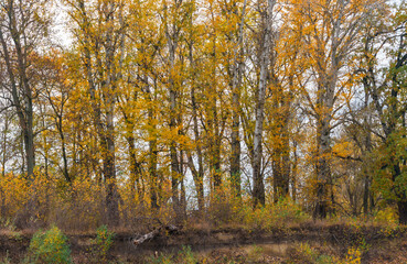 Fototapeta premium beautiful landscape of autumn forest with bright yellow leaves on trees, cloudy weather