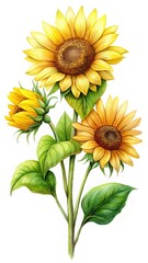Watercolor illustration of a beautiful sunflowers with green leaves on white background
