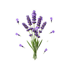 Naklejka premium Meticulously arranged fresh lavender sprigs with vibrant purple florets and green stems, loose florets scattered, on a seamless transparent background. Concept for botanical product advertising