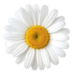 A stunning close-up photograph of a white daisy flower isolated against a black background.