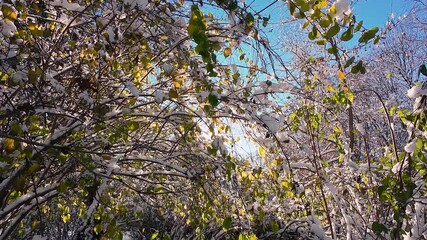 Sunlight filters through snow-covered branches and green leaves. A bright winter sun shines through the frosty forest canopy. Beautiful seasonal contrast of white snow and vibrant green foliage. - Powered by Adobe