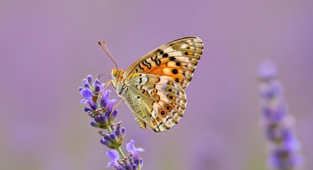 Delicate orange butterfly with black spots rests gracefully on a blooming purple lavender stalk against a soft, blurred violet background in a summer garden