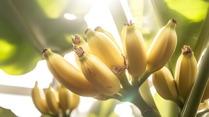 Bunch of ripe bananas hanging under sunlight in a tropical greenhouse setting