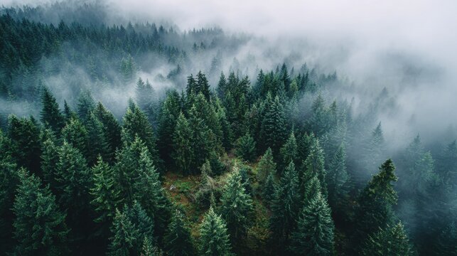 A dense forest filled with evergreen trees enveloped in soft morning mist under a gray sky creating an atmosphere of tranquility and peace.