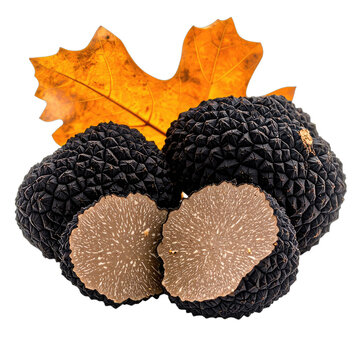 A still life presentation of whole and sliced black truffles with an autumn oak leaf against a black background.