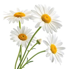 Fototapeta premium daisies isolated on white background