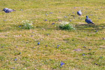 Doves walking on the green lawn with spring flowers