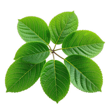 A cluster of six vibrant green textured leaves radiating from a central stem against a pure black background.