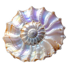 A close-up photograph of the iridescent spiral structure of a nautilus shell against a stark black background.