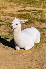 Naklejka premium llama in the zoo