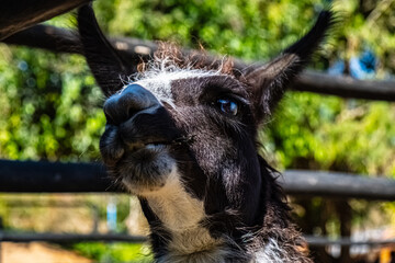 Naklejka premium goat on the farm