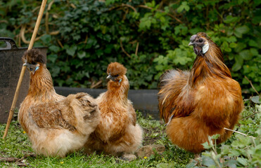 Silkie chickens and rooster