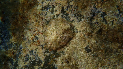 True limpet (Patella sp.) undersea, Ligurian Sea, Italy, Imperia