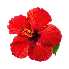 A vivid, close-up portrait of a bright red hibiscus flower set against a stark black background.