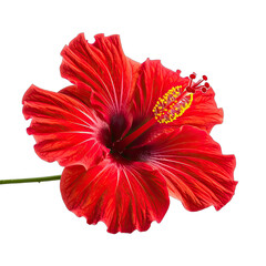 Vibrant red hibiscus flower isolated against a stark black background.