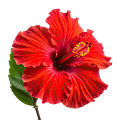 Vibrant Red Hibiscus Flower with Green Leaf on Black Background
