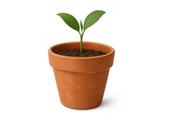 Young plant growing in terracotta pot, transparent background