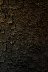 tree trunk, tree bark texture
