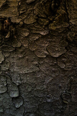 tree trunk, tree bark texture
