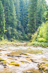 The river flows through a dense coniferous forest.
