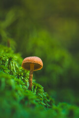 mushroom growing among moss in the forest
