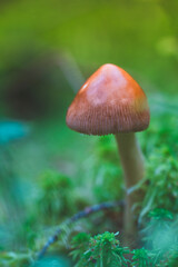 mushroom growing among moss in the forest
